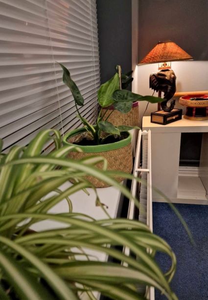 massage room plants